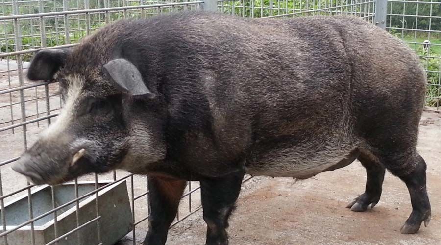 خنزير العصر الحديدي Iron Age Pigs