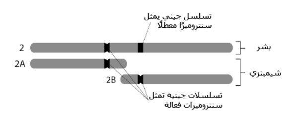 كروموسوم ٢ البشري