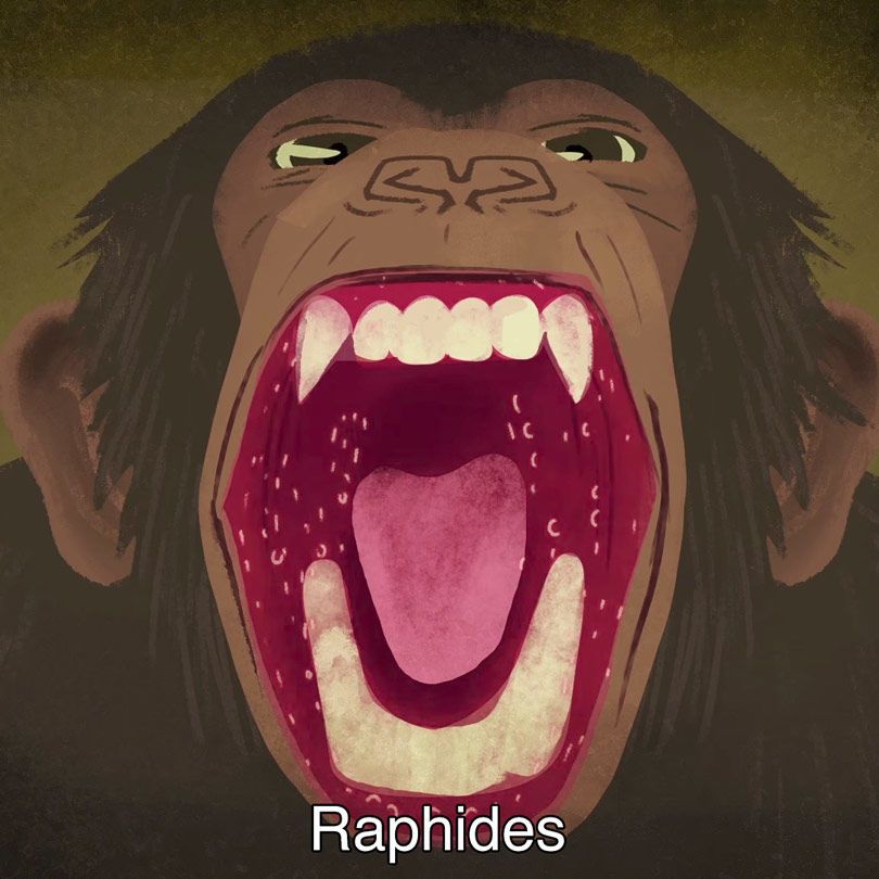 Raphides