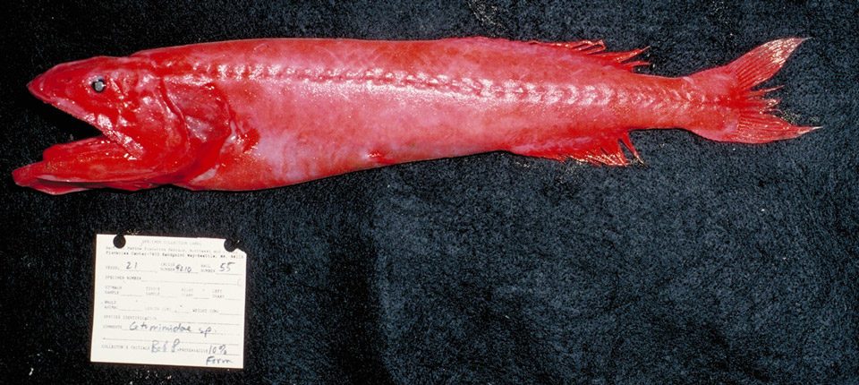 Flabby Whalefish